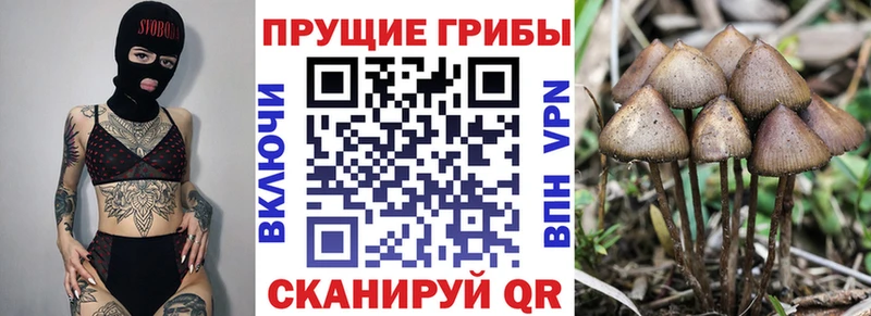 Галлюциногенные грибы Cubensis  маркетплейс клад  Медногорск 
